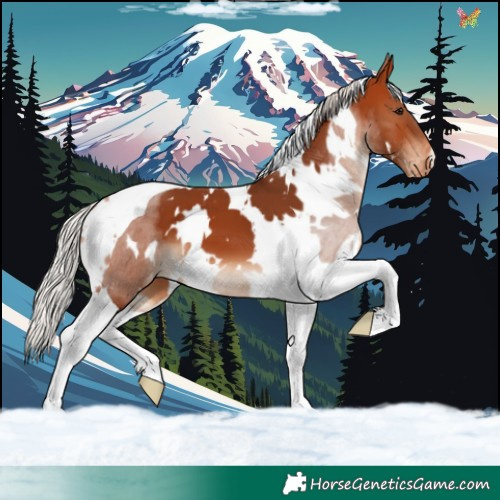 Horse Color:White Spotted Silver Bay Tobiano Appaloosa 