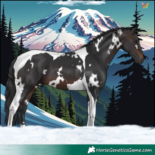 Horse Color:White Spotted Brown Tobiano 