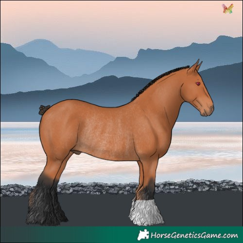 Horse Color:Bay Rabicano 