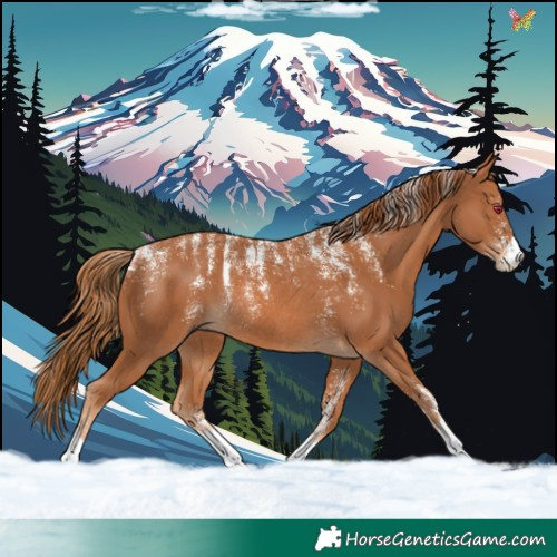 Horse Color:Powder White Chestnut Rabicano