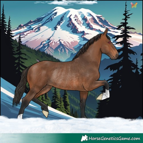Horse Color:Bay Rabicano