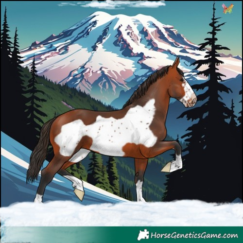 Horse Color:Bay Frame 