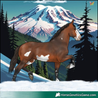 Horse Color:Bay Frame 