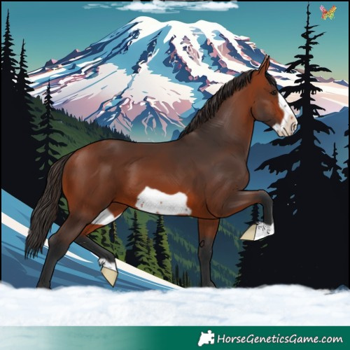 Horse Color:Bay Frame 