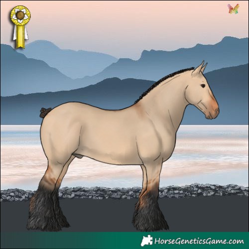 Horse Color:Bay Dun 