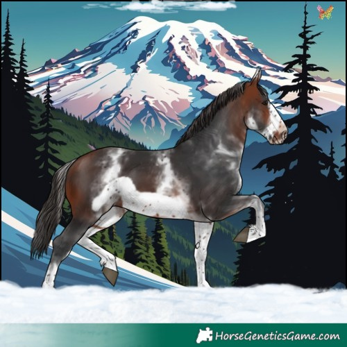 Horse Color:White Spotted Bay Frame