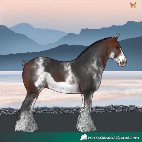 Horse Color:White Spotted Bay Frame 