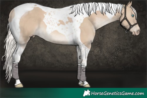 Horse Color:Cremello Tobiano 