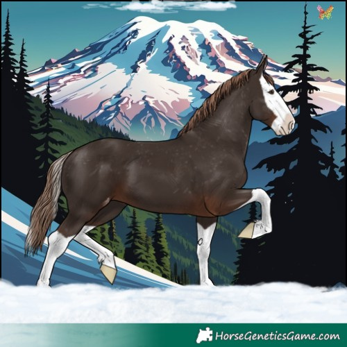 Horse Color:Liver Chestnut Splash Appaloosa