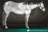 Horse Color:Brown Roan Splash Tobiano Rabicano