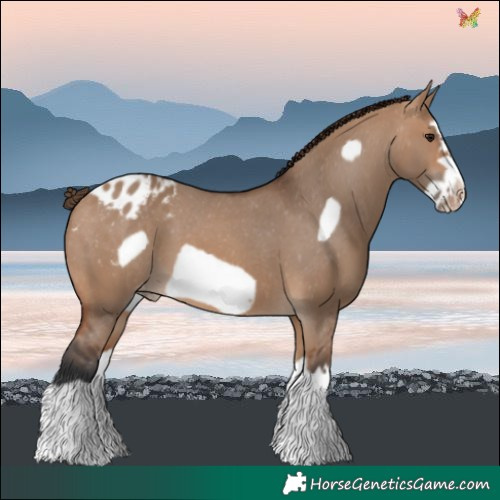 Horse Color:Bay Dun Splash Frame Blanket 