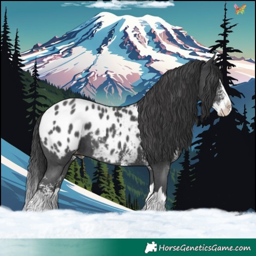 Horse Color:Black Sabino Splash Appaloosa 