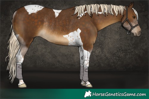Horse Color:Chocolate Palomino Tobiano Rabicano 