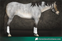 Horse Color:Buckskin Roan Tobiano Rabicano