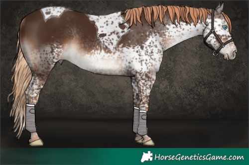 Horse Color:Liver Chestnut Splash Tobiano Rabicano 