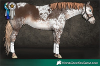 Horse Color:Liver Chestnut Splash Tobiano Rabicano 