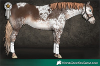 Horse Color:Liver Chestnut Splash Tobiano Rabicano