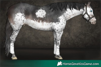Horse Color:Brown Splash Tobiano Rabicano
