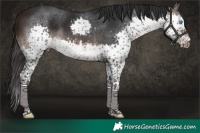 Horse Color:Brown Splash Tobiano Rabicano