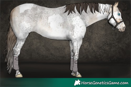 Horse Color:Buckskin Roan Splash Tobiano Rabicano 