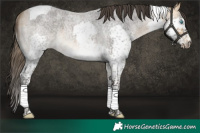 Horse Color:Buckskin Roan Splash Tobiano Rabicano 