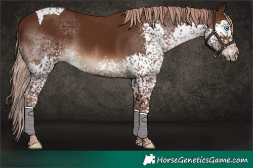 Horse Color:Liver Chestnut Splash Tobiano 