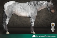 Horse Color:Brown Roan Tobiano