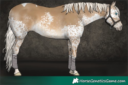 Horse Color:Chocolate Palomino Splash Tobiano 