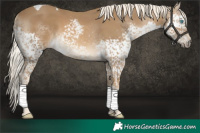 Horse Color:Chocolate Palomino Splash Tobiano