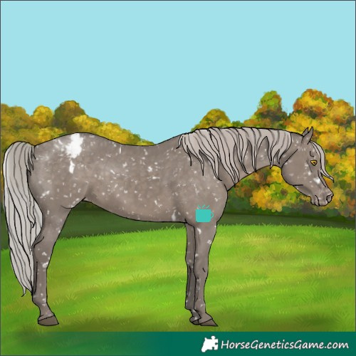 Horse Color:White Spotted Silver Grullo Appaloosa Rabicano Brindle 