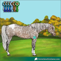 Horse Color:White Spotted Silver Brown Dun Tobiano Appaloosa Rabicano Brindle