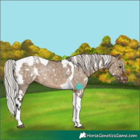 Horse Color:White Spotted Silver Brown Dun Tobiano Snowcap Rabicano Brindle
