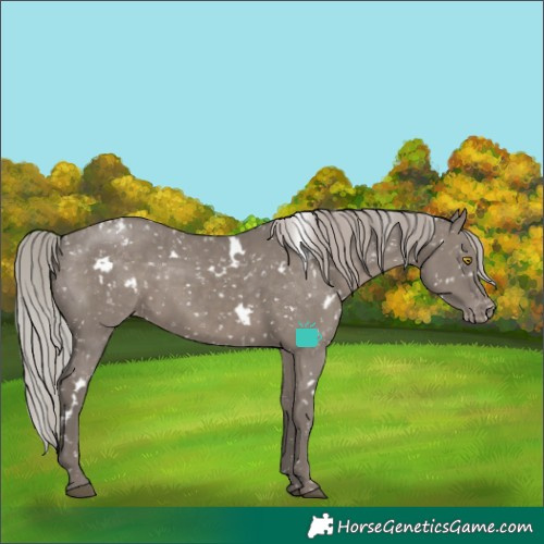 Horse Color:White Spotted Silver Grullo Appaloosa Rabicano Brindle 