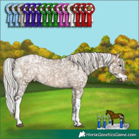 Horse Color:White Spotted Silver Brown Dun Tobiano Appaloosa Rabicano Brindle 