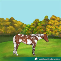 Horse Color:White Spotted Silver Brown 