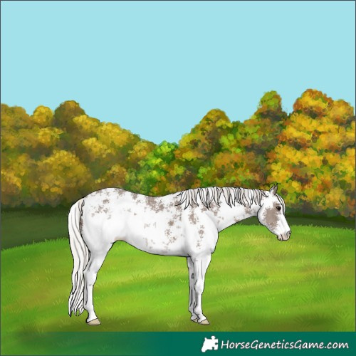 Horse Color:Silver Black Sabino