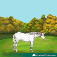 Horse Color:Silver Brown Sabino Frame Appaloosa