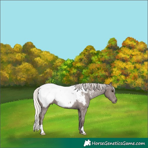 Horse Color:Silver Black Appaloosa 