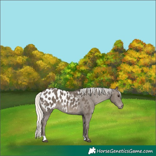 Horse Color:Silver Smoky Black Appaloosa 