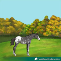 Horse Color:Smoky Black Sabino Appaloosa 