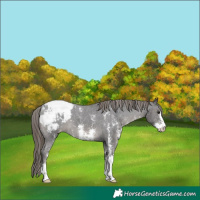 Horse Color:Smoky Black Sabino Appaloosa