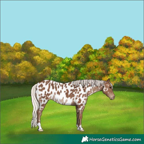 Horse Color:Silver Black Appaloosa 