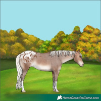 Horse Color:Silver Brown Blanket