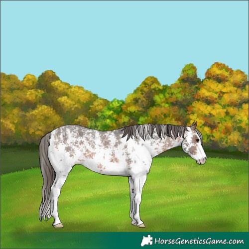 Horse Color:Brown Sabino Varnish 