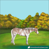 Horse Color:Silver Brown Sabino Varnish