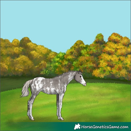 Horse Color:Silver Black Sabino Appaloosa