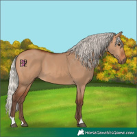 Horse Color:Silver Bay Dun