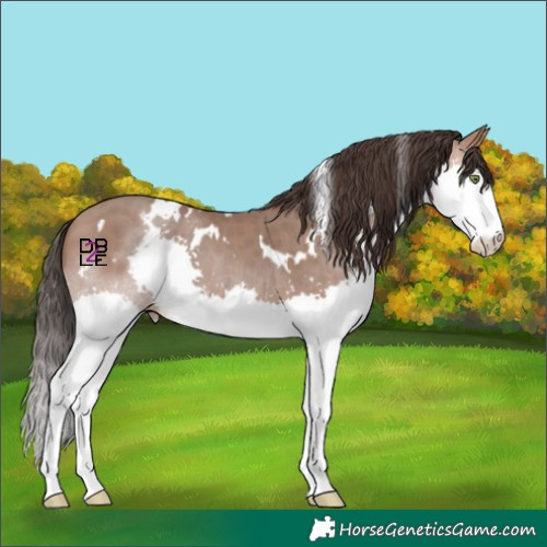 Horse Color:White Spotted Sable Champagne Splash