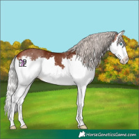Horse Color:Silver Bay Splash 