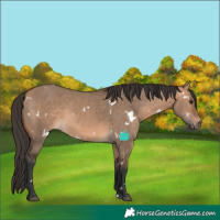 Horse Color:White Spotted Bay Dun Rabicano 